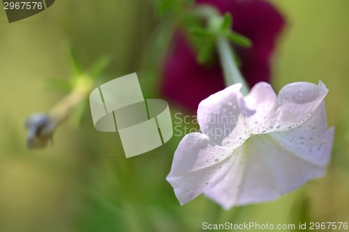 Image of red and white flowers, macro, close up