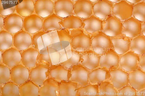 Image of honeycomb background