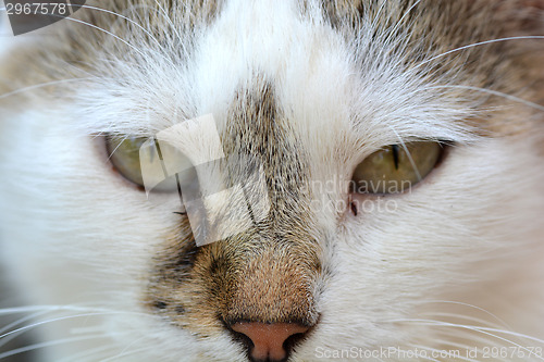 Image of head cat close up