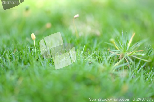 Image of green grass texture for background