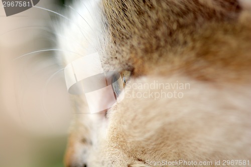 Image of beautiful portrait of a white cat, close up