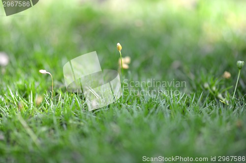 Image of green grass background, close up