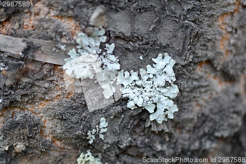 Image of Old Wood Tree Texture Background Pattern, selective focus