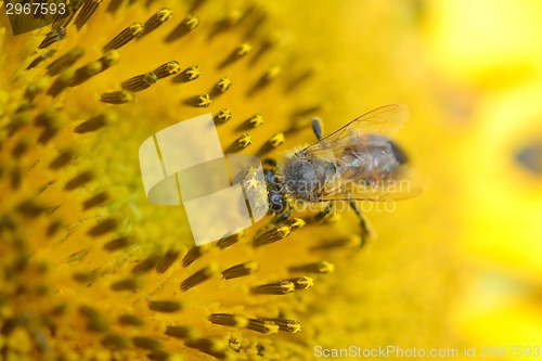 Image of close up of bee on sunflower
