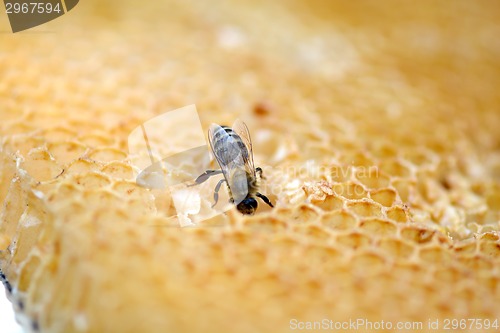 Image of bees work on honeycomb