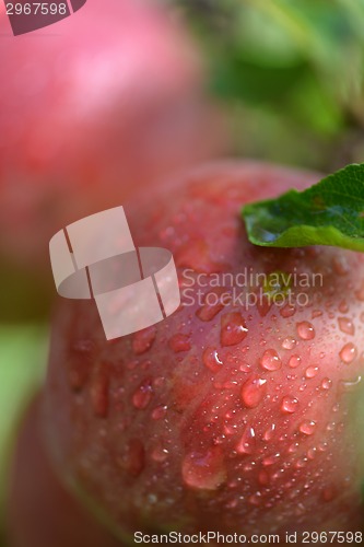 Image of Red apples with water drops on apple tree branch