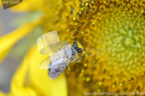 Image of Close up macro bee working on sunflower