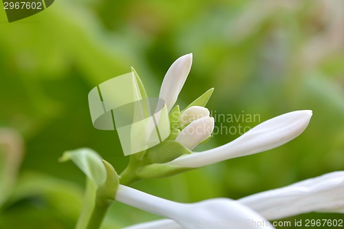 Image of green and white flower, close up