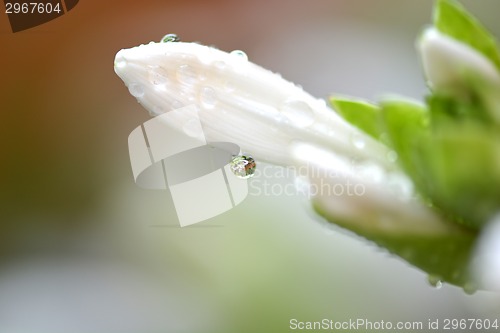 Image of macro white flower with water drops