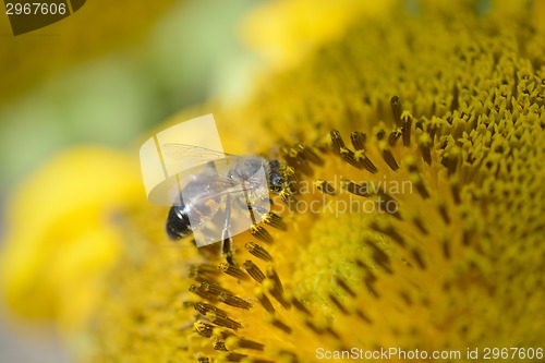 Image of Close up macro bee working on sunflower