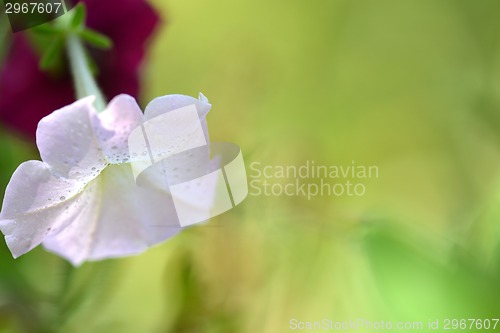 Image of red and white flowers, macro, close up