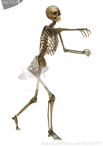 Image of Human Skeleton