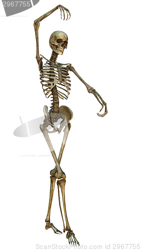 Image of Human Skeleton