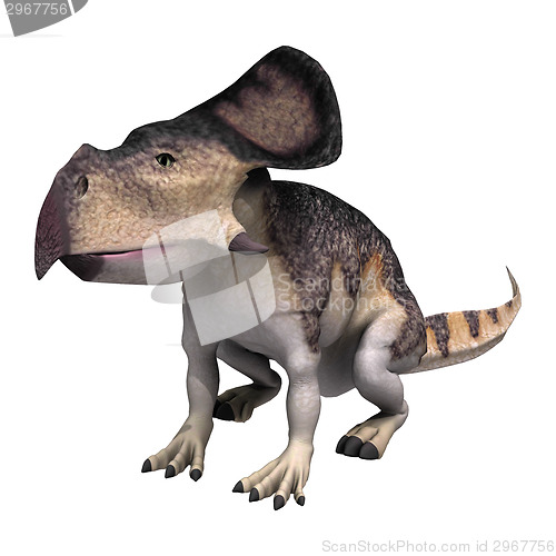 Image of Dinosaur Protoceratops