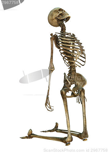 Image of Human Skeleton