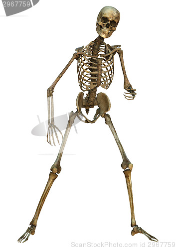 Image of Human Skeleton