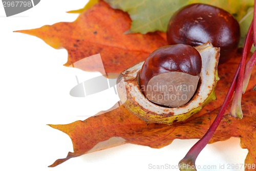 Image of Autumn maple leaves with chestnuts