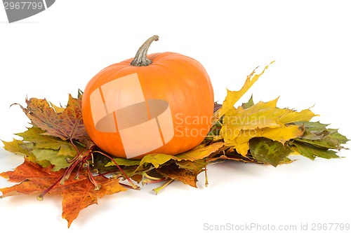 Image of Pumpkin on the maple leaves