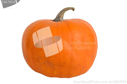 Image of Pumpkin over white background