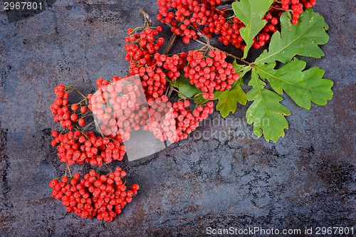 Image of Bunch of red rowan berries and oak leaves