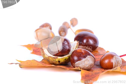 Image of Chestnuts with autumn maple leaves