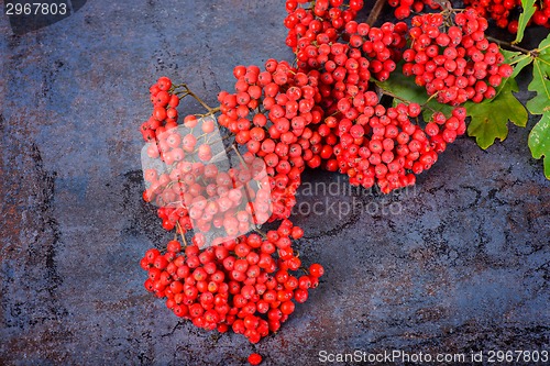 Image of Bunch of red rowan berries