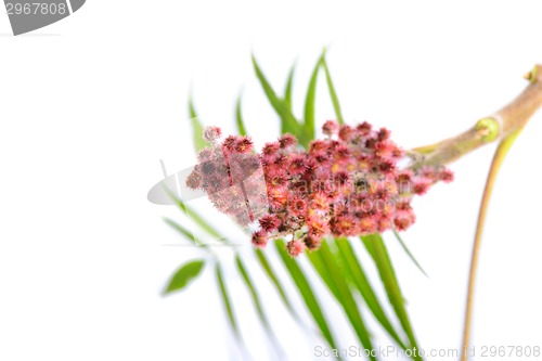 Image of Rhus typhina flower with leaves