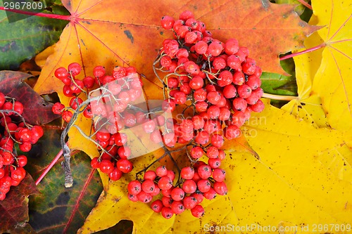 Image of Red sorbus on the autumn maple leafs