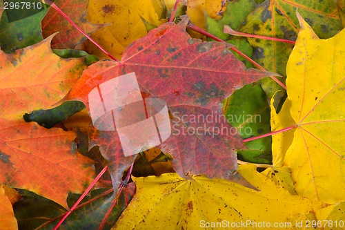 Image of Autumn maple leafs
