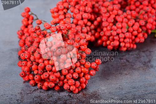 Image of Bunch of red rowan berries