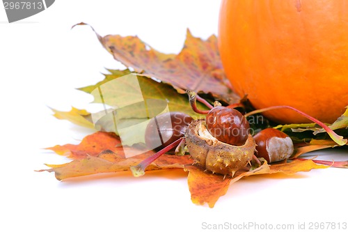 Image of Autumn maple leaves with chestnuts and pumpkin