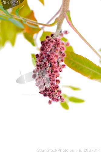 Image of Rhus typhina pink flower