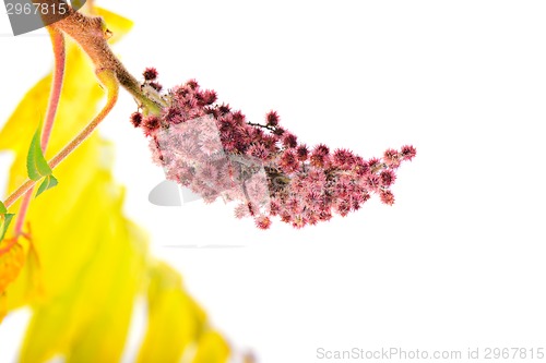 Image of Rhus typhina flower with yellow leaves