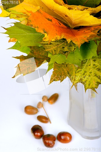 Image of Autumn maple leaves in vase