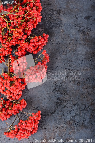 Image of Bunch of red rowan berries