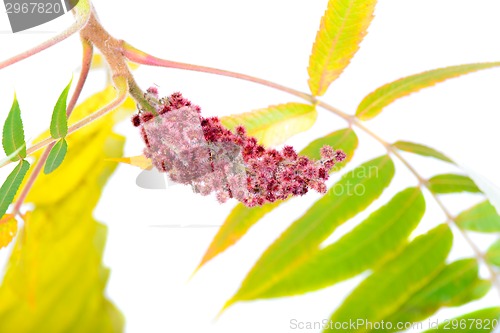 Image of Rhus typhina flower