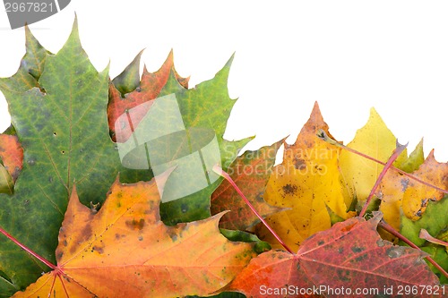 Image of Autumn maple leaves