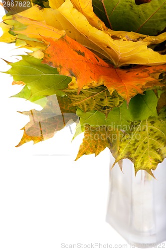 Image of Autumn maple leaves in vase