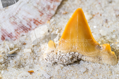 Image of shark tooth