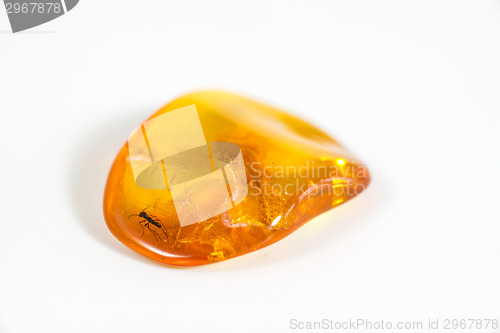 Image of Amber with embedded insect