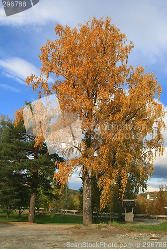 Image of birch at fall