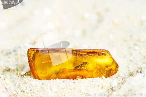 Image of Amber with embedded insect