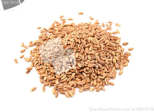 Image of Farro dicocco, or Italian spelt