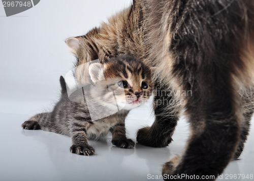 Image of adorable newborn kitten with mother