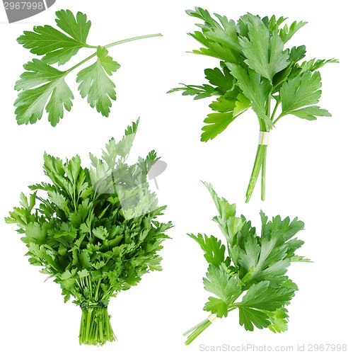 Image of Set of fresh parsley