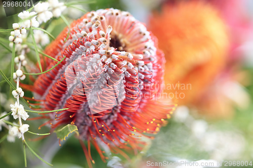 Image of Protea flower