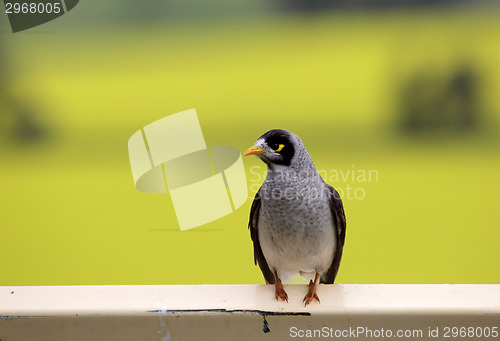 Image of Yellow faced honeyeater