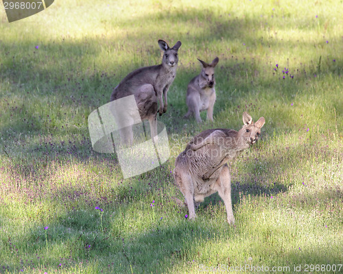 Image of Kangaroo bust a move