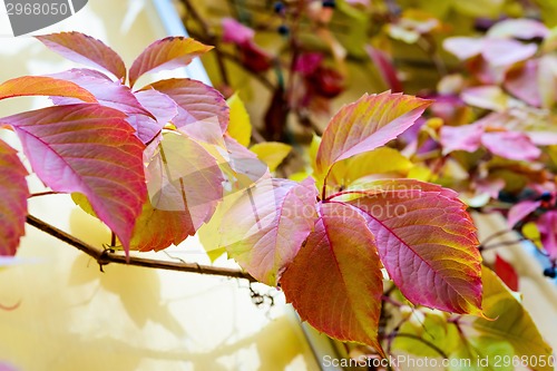 Image of Autumn leaf