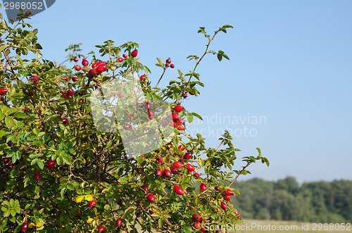 Image of Rose hips bush
